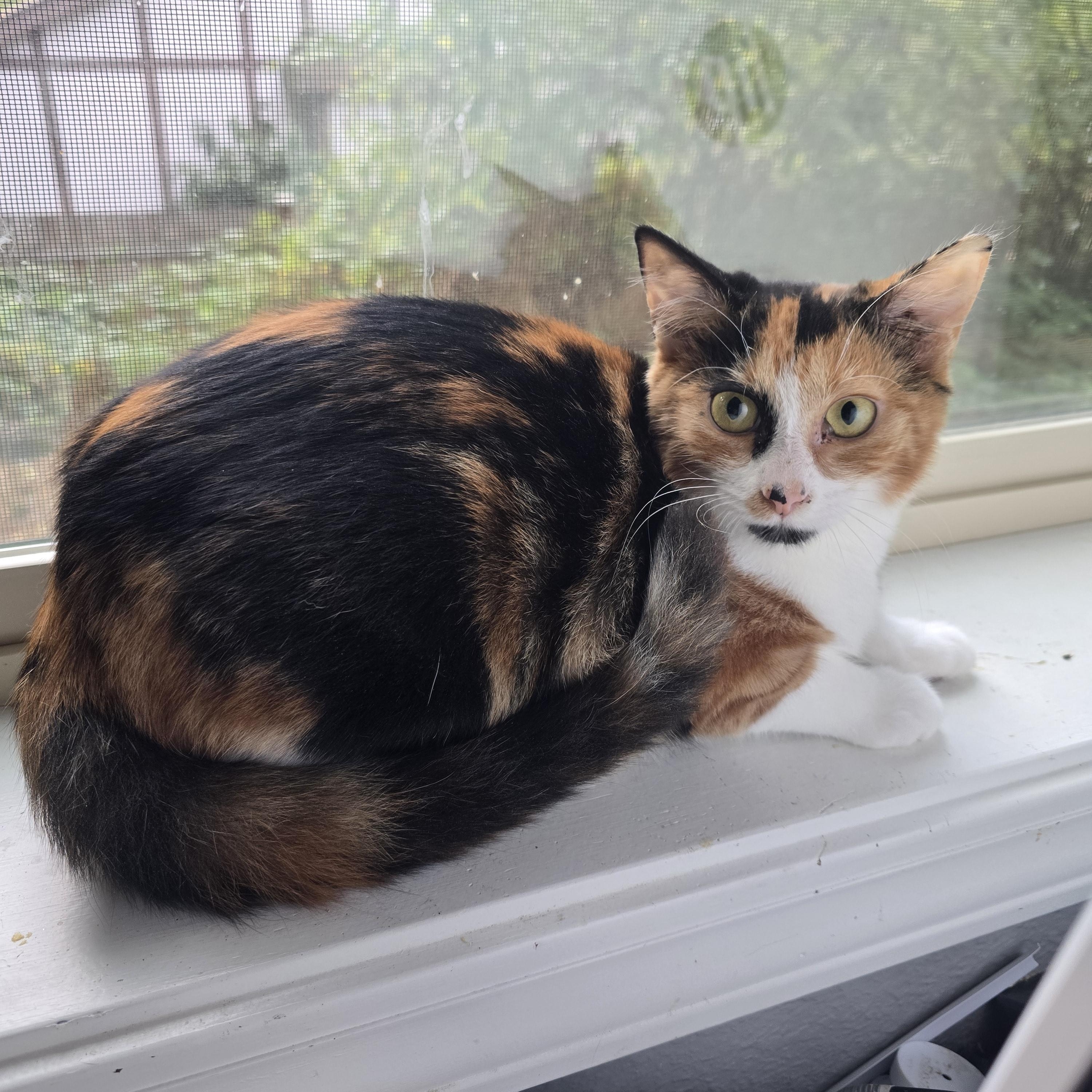 Toffee (aka Houdini)