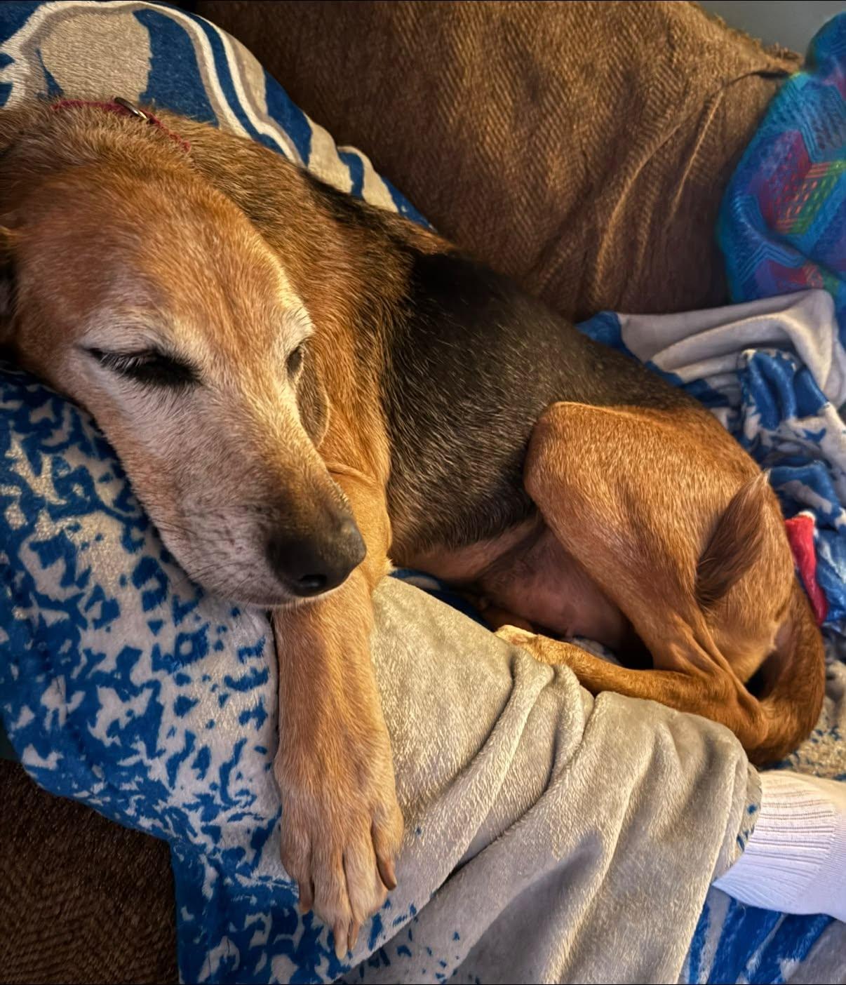 Felicia aka Dixie, Adoptable, Adult Female Hound.