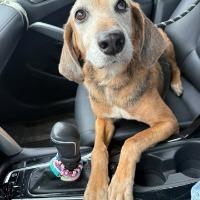 Enlarge Felicia aka Dixie, a Adopted mixed breed in Albany, NY image 2/2