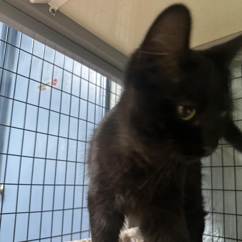 Coltrane Flamethrower Hendrix, Adoptable, Young Male Domestic Long Hair.