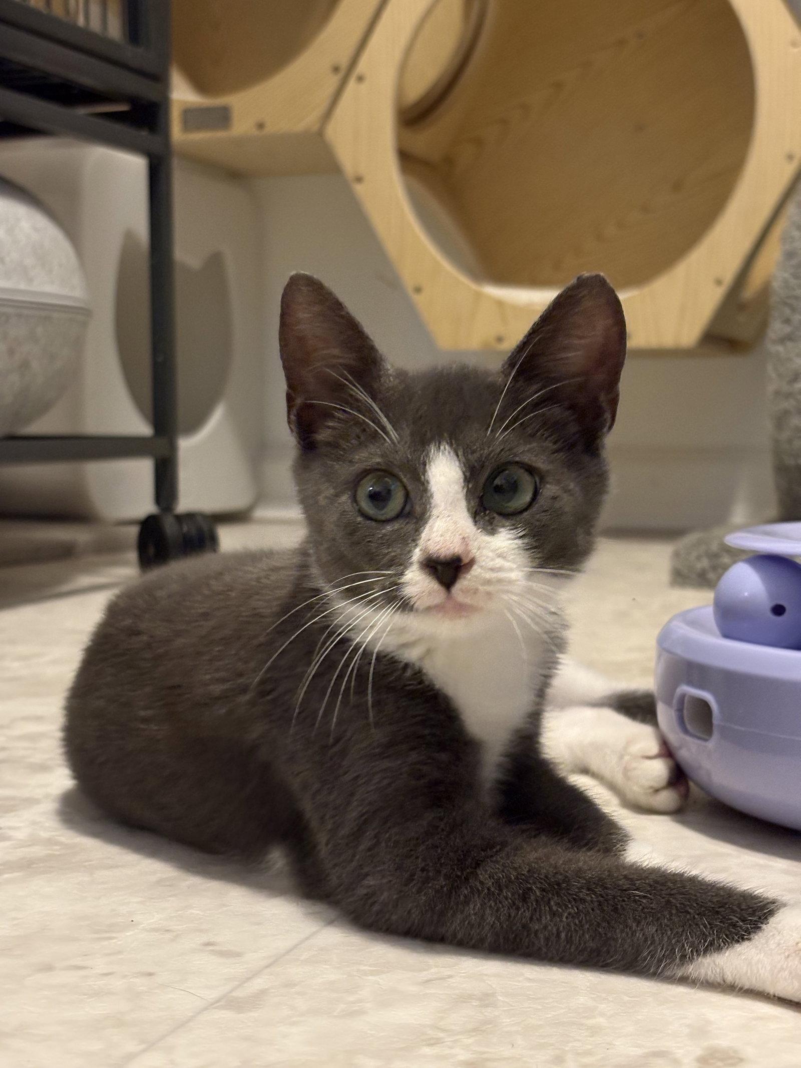 Enlarge Swayve, a Adoptable Domestic Short Hair in Seaford, DE image 1/2