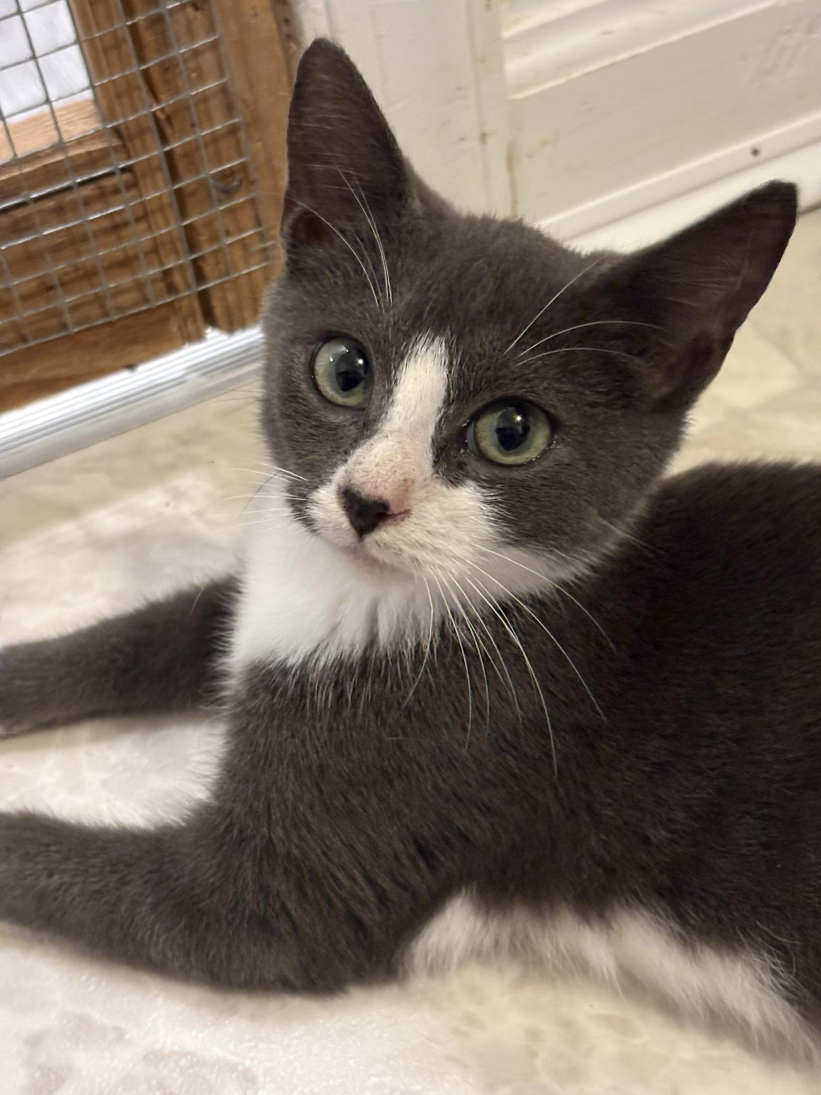 Enlarge Swayve, a Adoptable Domestic Short Hair in Seaford, DE image 2/2
