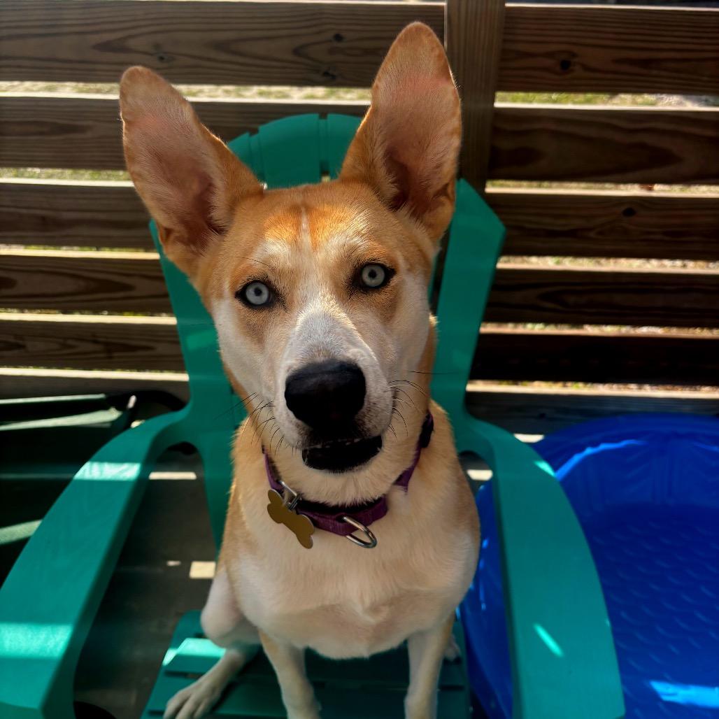 Enlarge Ella, a Adoptable mixed breed in Freeport, FL image 1/6