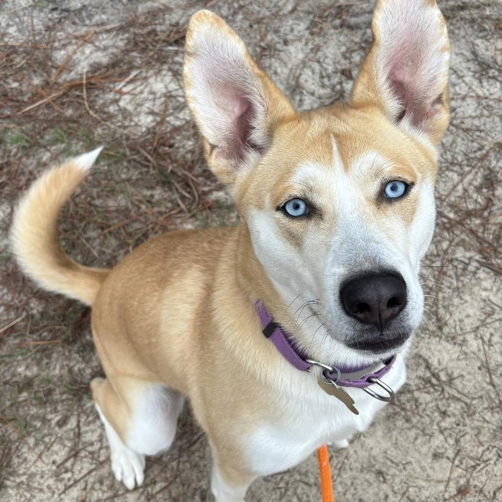 Enlarge Ella, a Adoptable mixed breed in Freeport, FL image 2/6