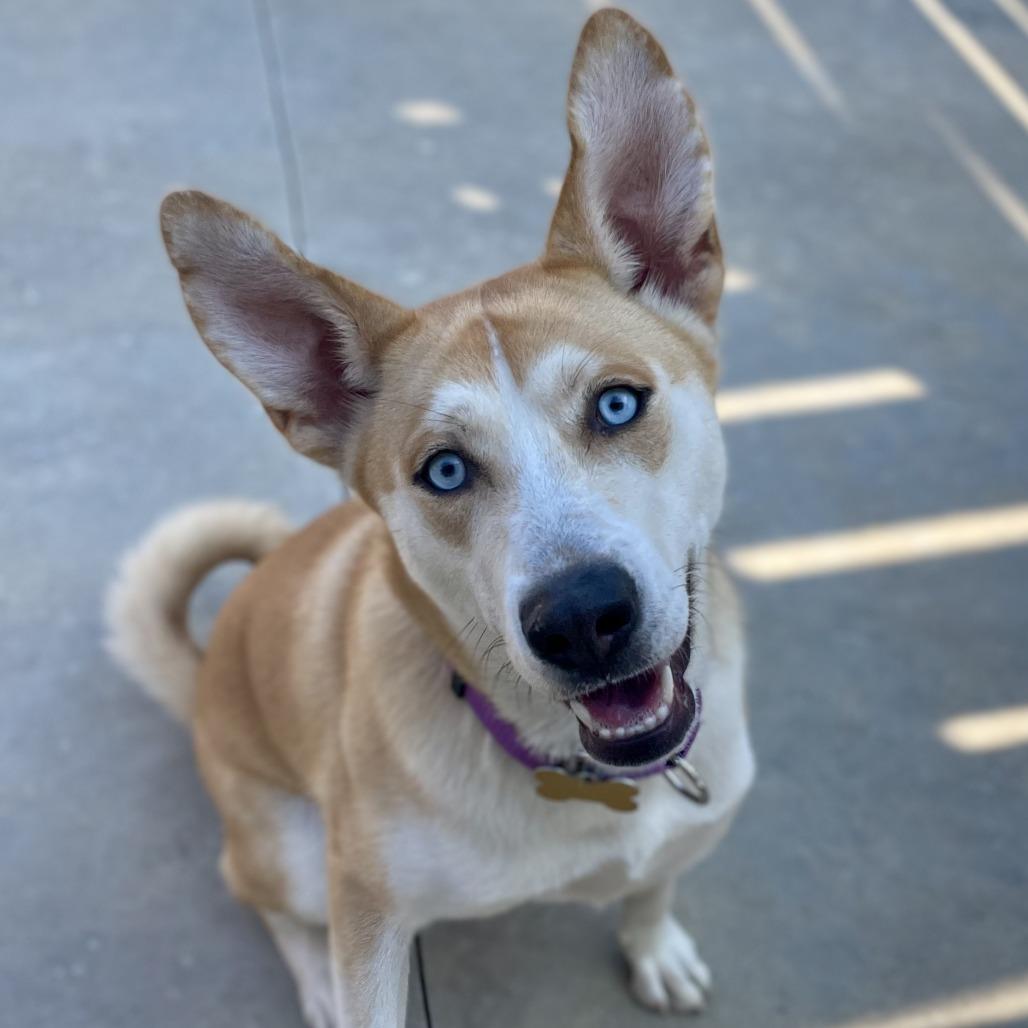 Enlarge Ella, a Adoptable mixed breed in Freeport, FL image 3/6