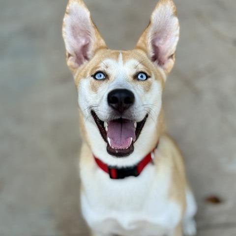 Enlarge Ella, a Adoptable mixed breed in Freeport, FL image 4/6