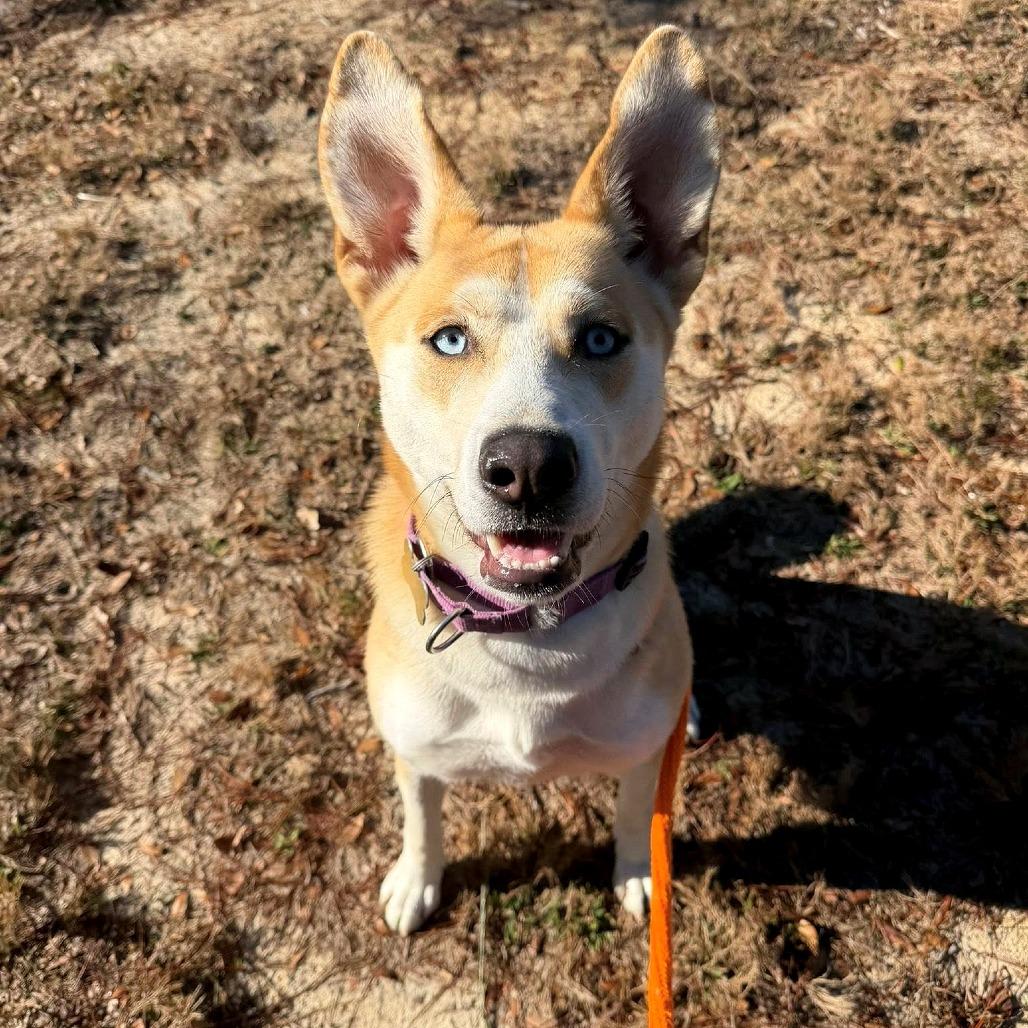 Enlarge Ella, a Adoptable mixed breed in Freeport, FL image 6/6