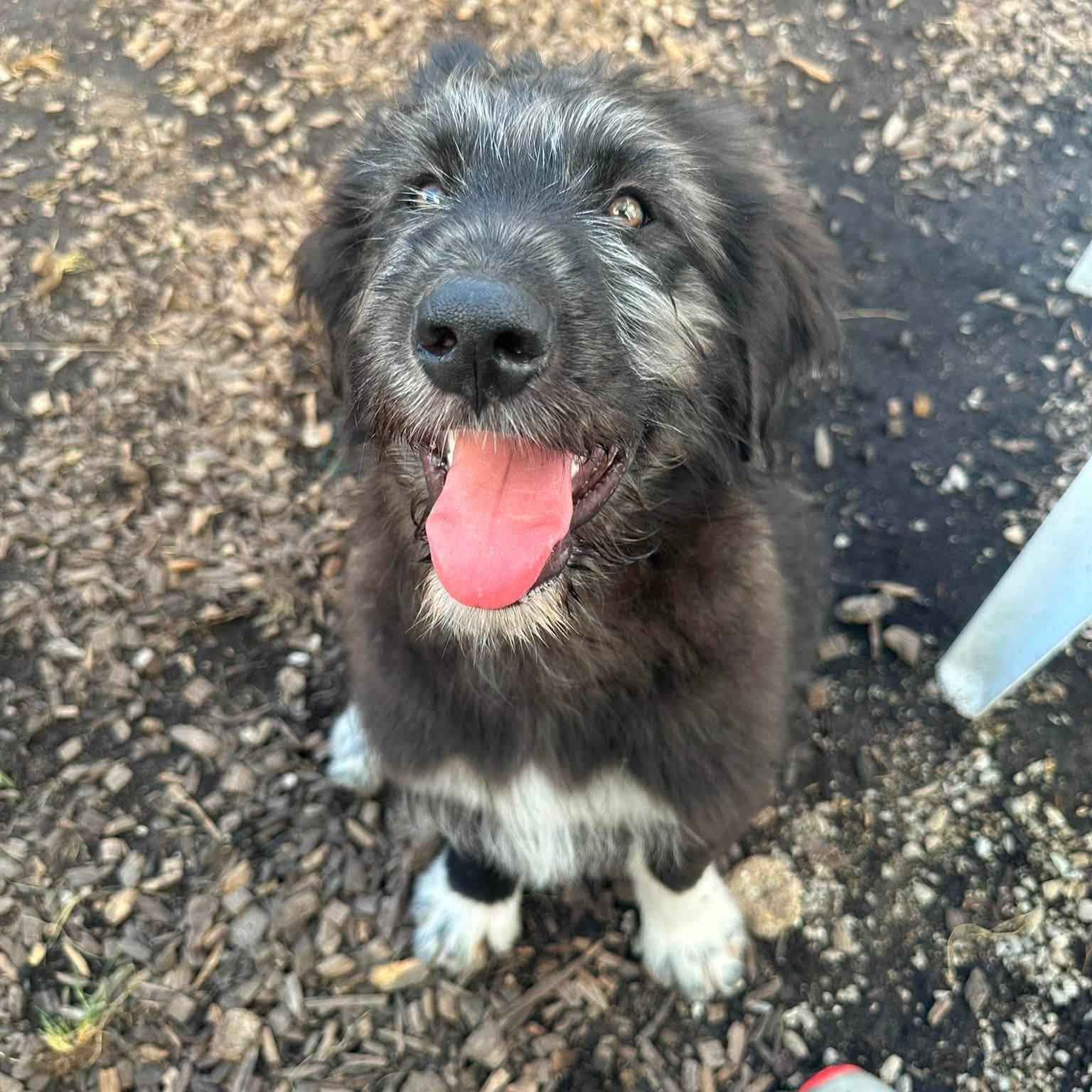 Mikey, adopted, Puppy Male Great Pyrenees & Shepherd.