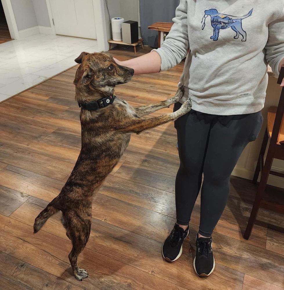 Padme, Adoptable, Young Female Mixed Breed & Mountain Cur.