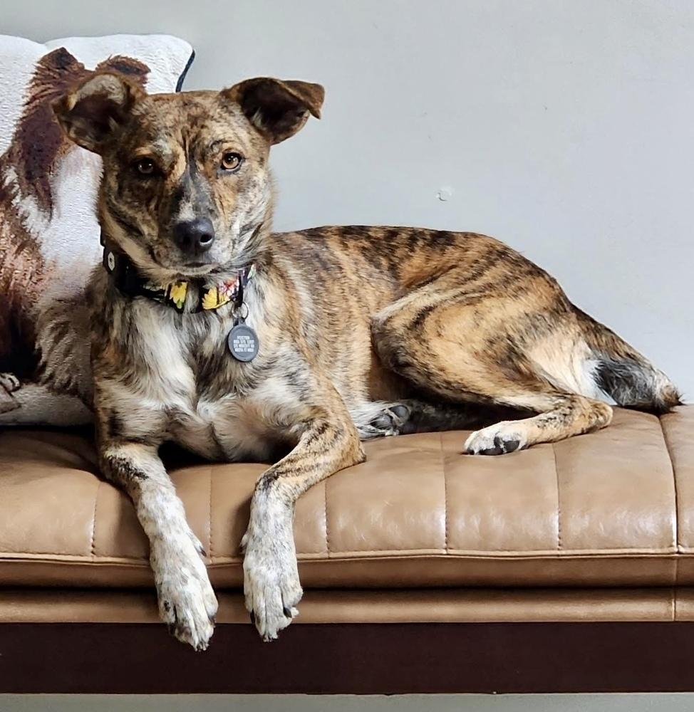 Padme, a Adoptable mixed breed in Middletown, CT image 3/6