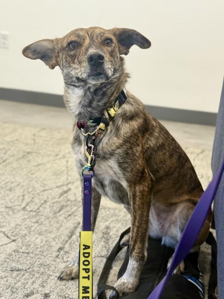Padme, a Adoptable mixed breed in Middletown, CT image 4/6