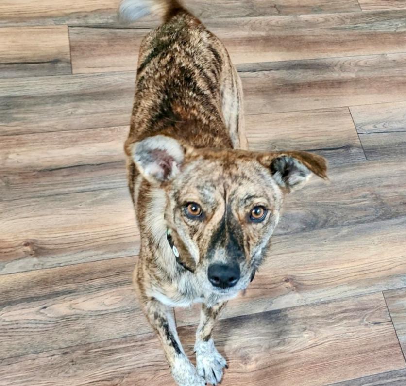 Padme, a Adoptable mixed breed in Middletown, CT image 5/6