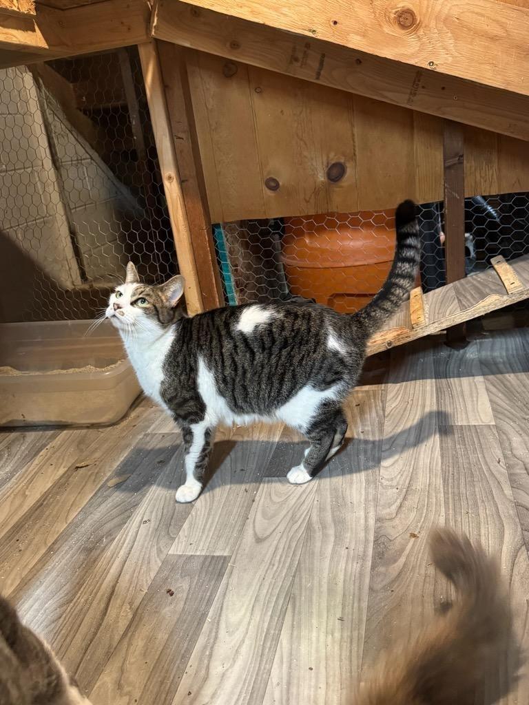 Erskin aka Ernie, adopted, Adult Male Domestic Short Hair.