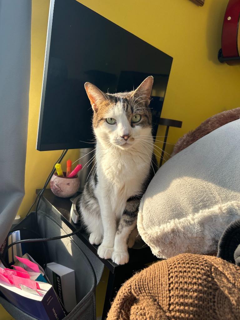 Enlarge Erskin aka Ernie, an adopted mixed breed in Pitman, NJ image 2/6