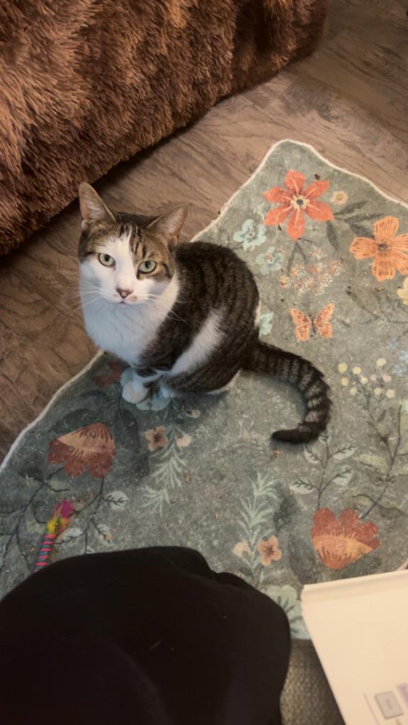 Enlarge Erskin aka Ernie, an adopted mixed breed in Pitman, NJ image 3/6