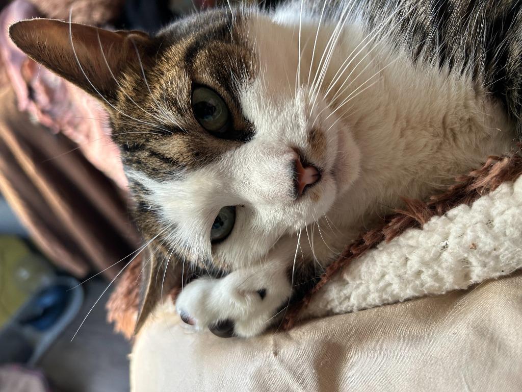 Enlarge Erskin aka Ernie, an adopted mixed breed in Pitman, NJ image 4/6