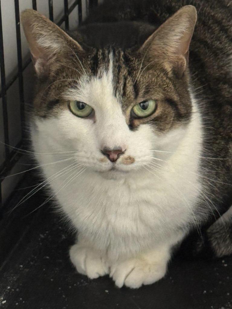 Enlarge Erskin aka Ernie, an adopted mixed breed in Pitman, NJ image 5/6