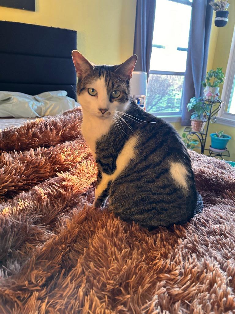 Enlarge Erskin aka Ernie, an adopted mixed breed in Pitman, NJ image 6/6