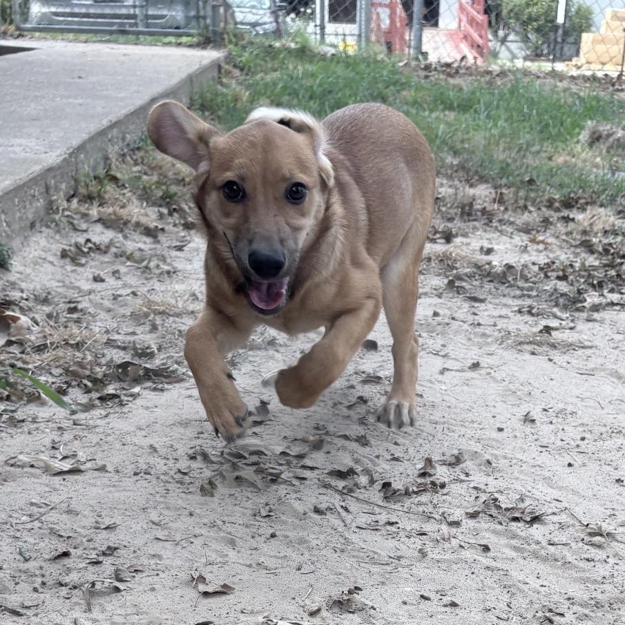 Enlarge Serena, a Adoptable mixed breed in Tyler, TX image 1/6
