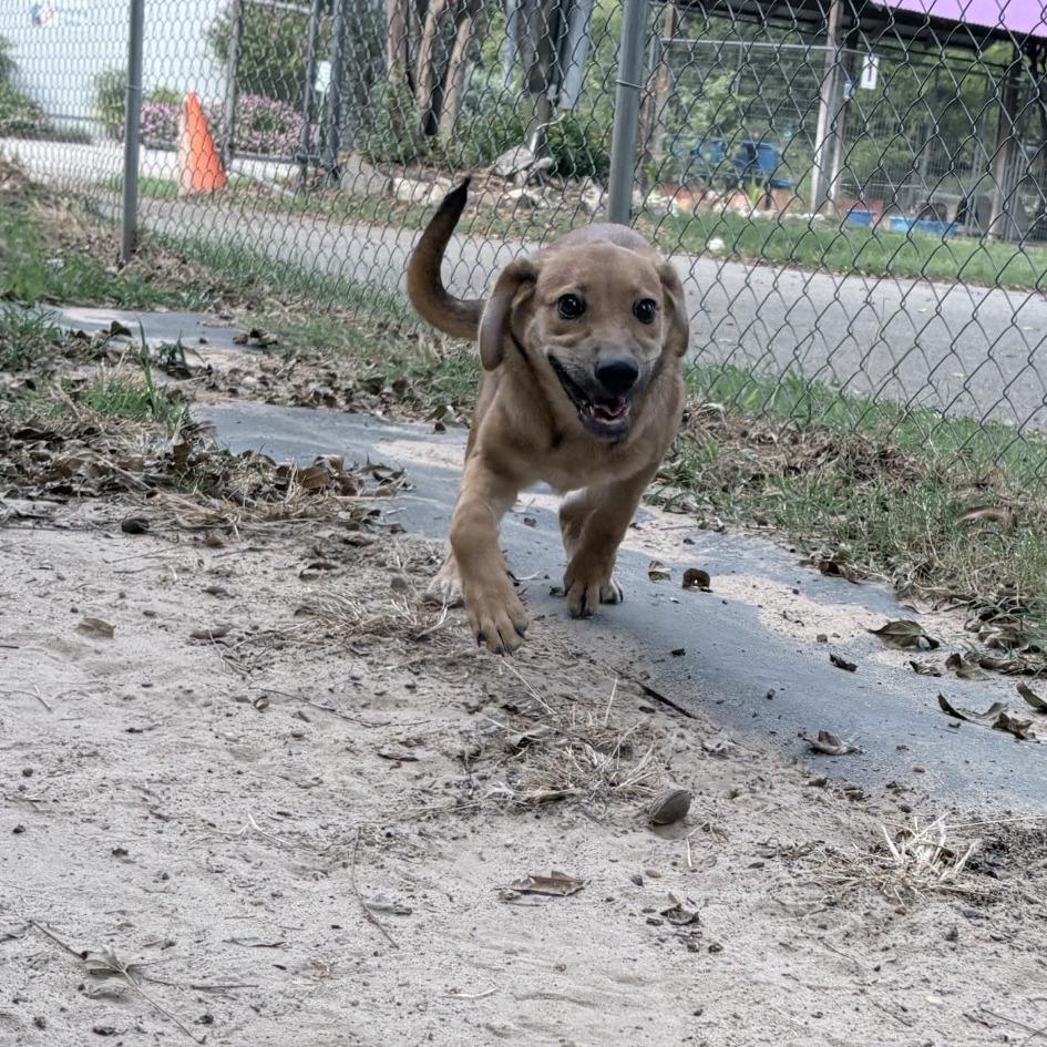 Enlarge Serena, a Adoptable mixed breed in Tyler, TX image 2/6