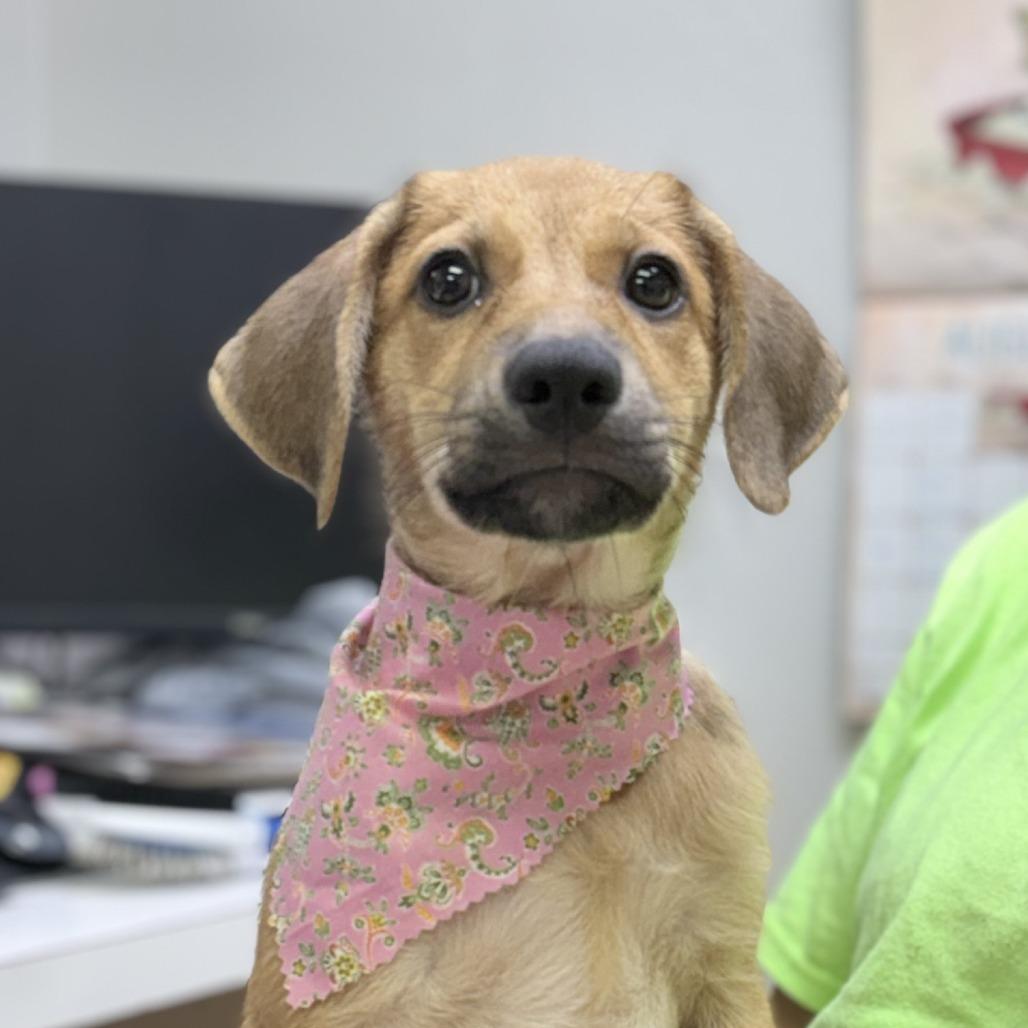 Enlarge Serena, a Adoptable mixed breed in Tyler, TX image 3/6