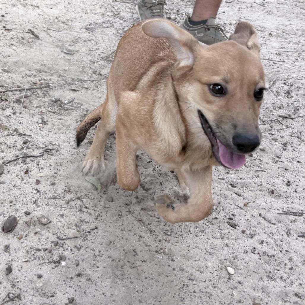 Enlarge Serena, a Adoptable mixed breed in Tyler, TX image 4/6