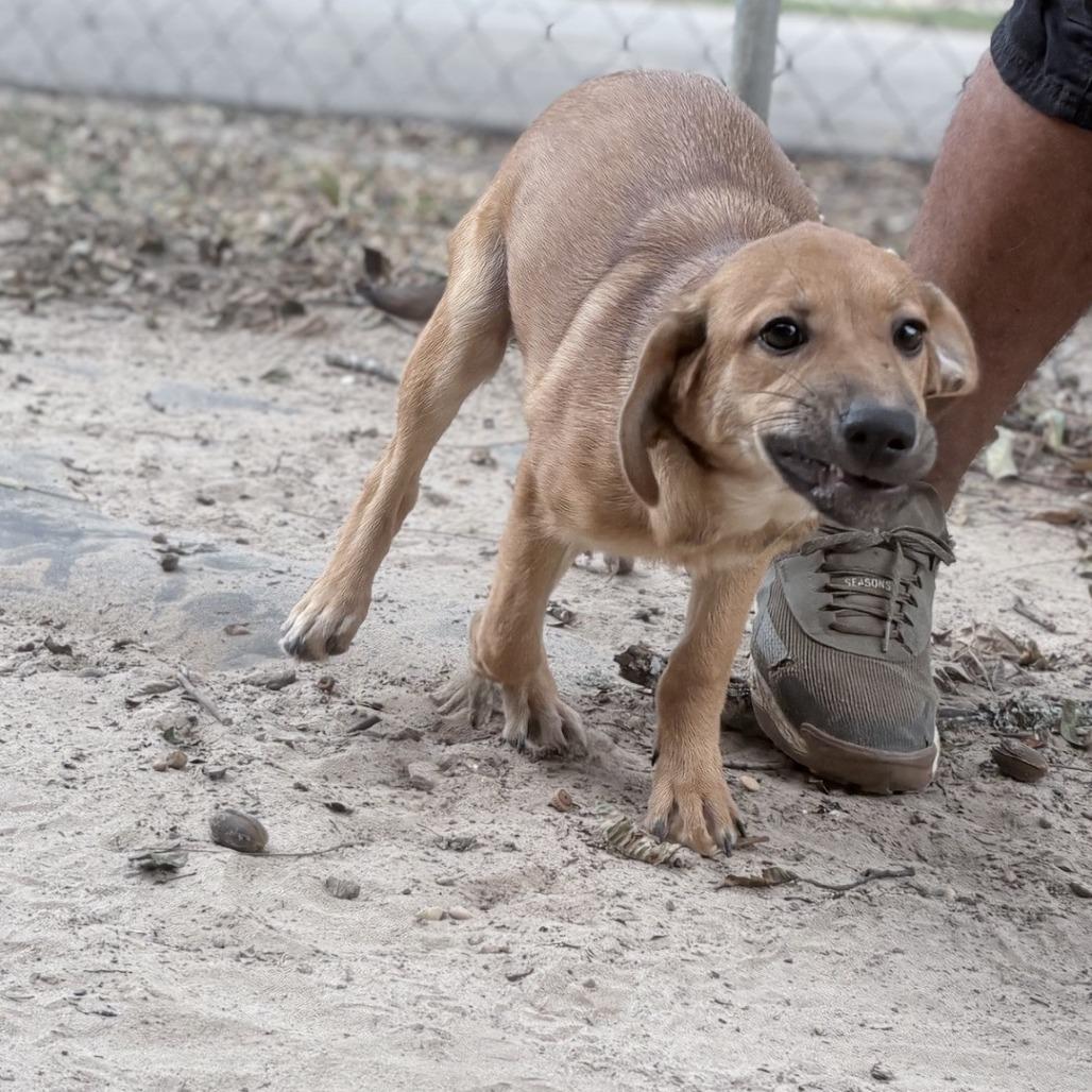 Enlarge Serena, a Adoptable mixed breed in Tyler, TX image 5/6