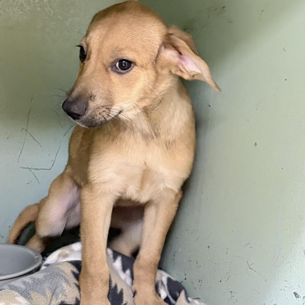 Enlarge Serena, a Adoptable mixed breed in Tyler, TX image 6/6