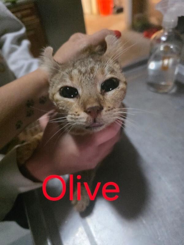 Olive