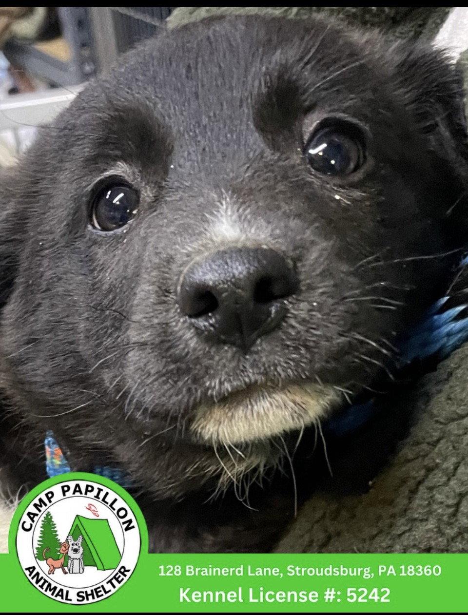 Enlarge Kass, a Adoptable Border Collie in Stroudsburg, PA image 1/1