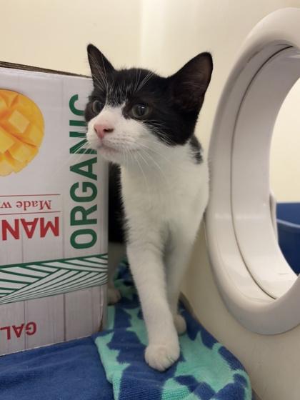 Tyler, Adoptable, Young Male Domestic Short Hair & Domestic Short Hair.