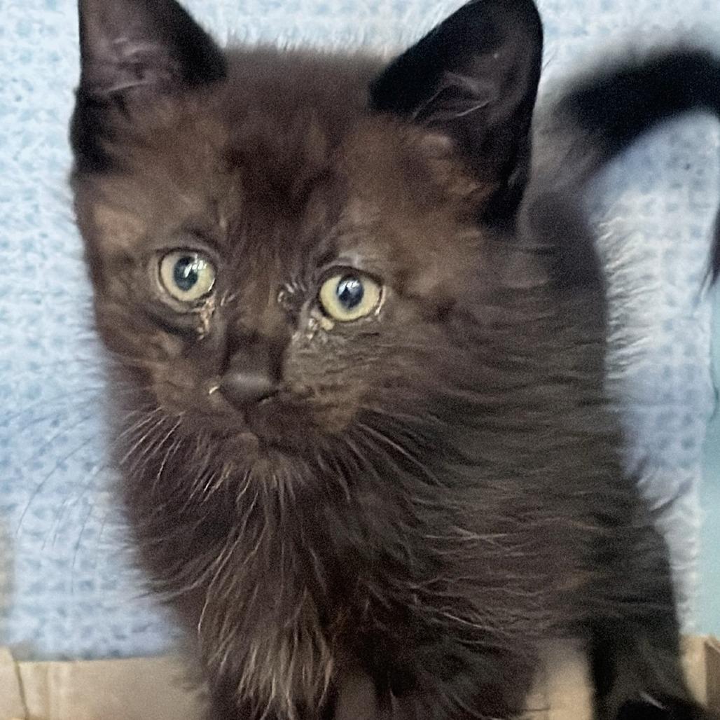 Enlarge Ghost, a Adoptable Domestic Medium Hair in Russellville, KY image 1/1