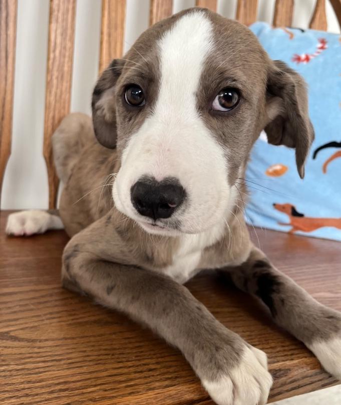 Enlarge Simon, an adopted Mixed Breed in Homewood, IL image 1/1