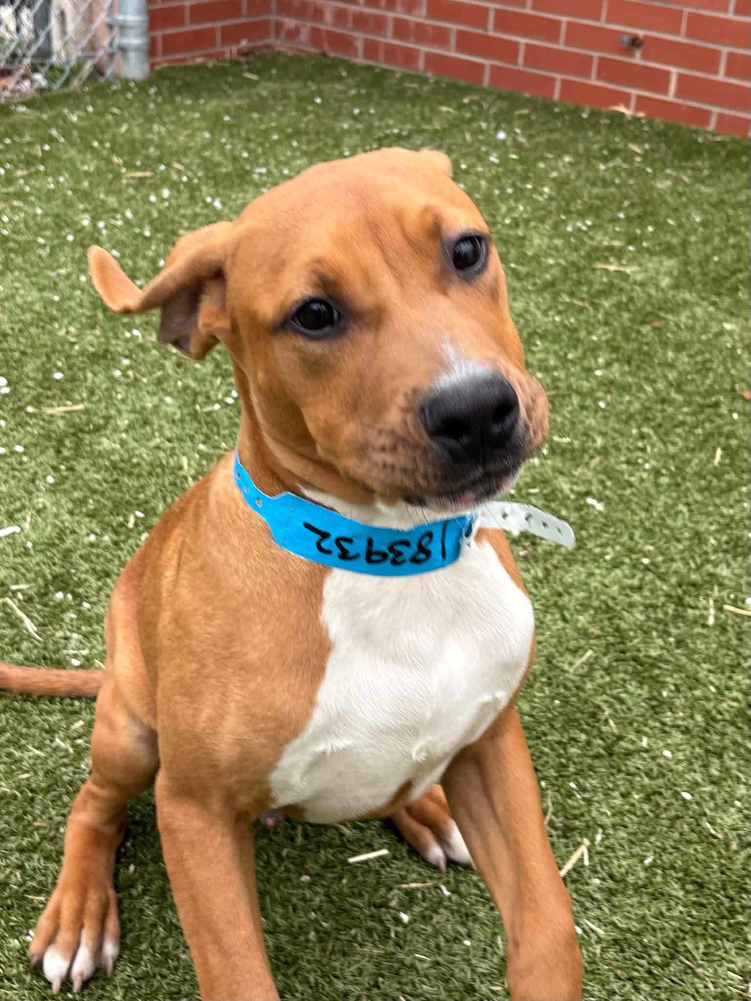 Enlarge Butter, a Adoptable mixed breed in Oxford, MI image 2/3
