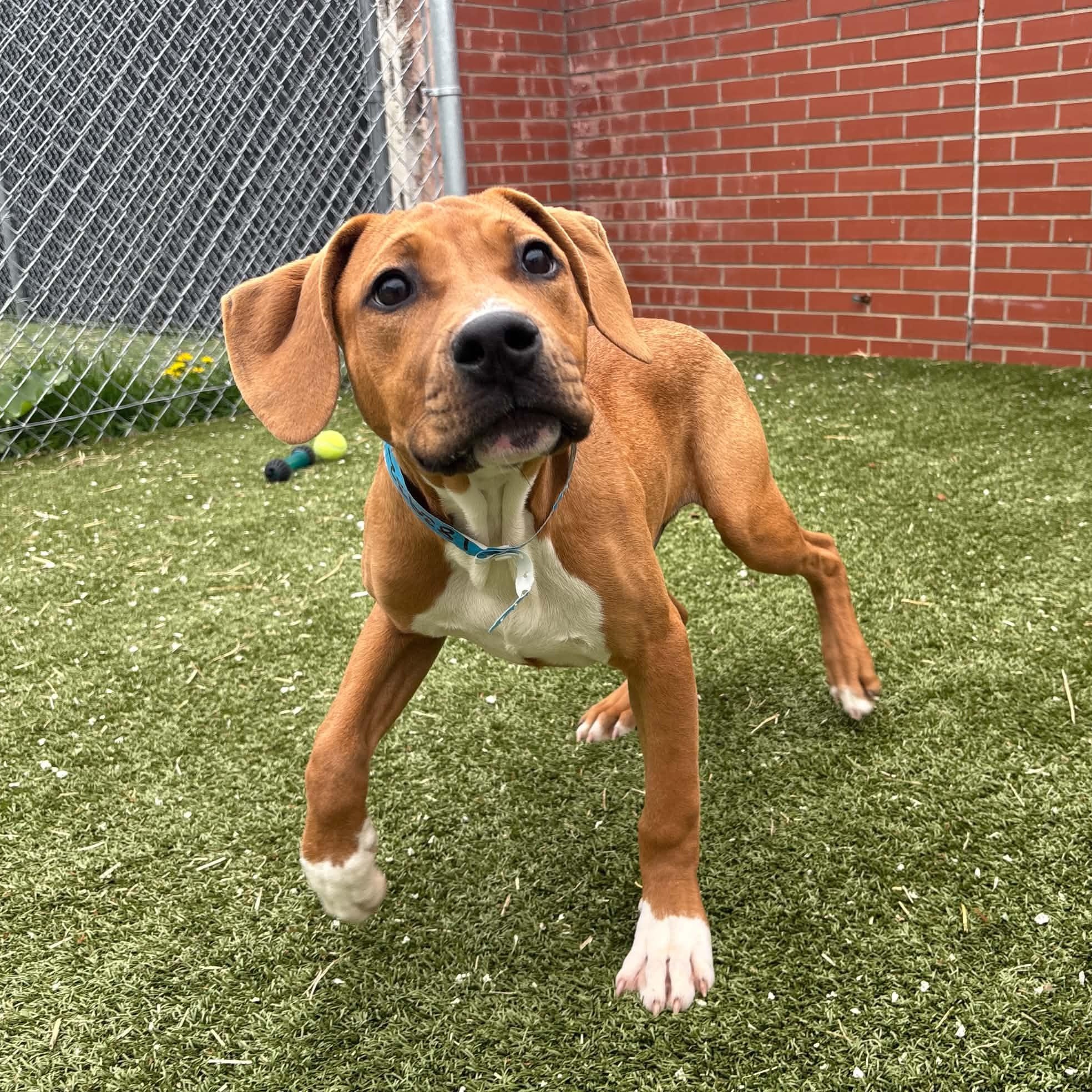 Enlarge Butter, a Adoptable mixed breed in Oxford, MI image 1/3