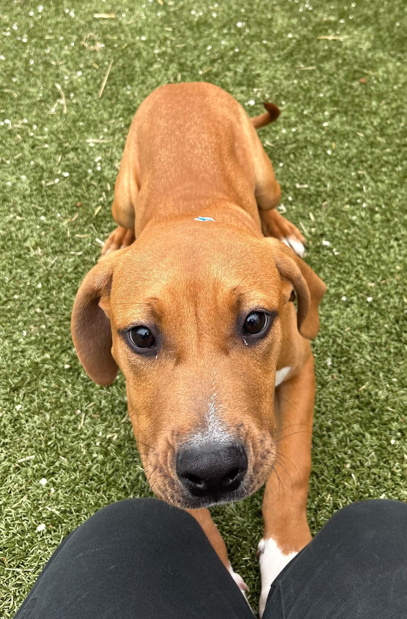 Enlarge Butter, a Adoptable mixed breed in Oxford, MI image 3/3