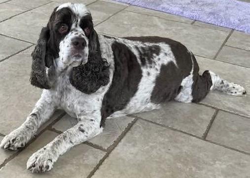 Corky, Adoptable, Adult Male Cocker Spaniel.