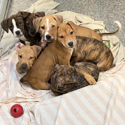 Bartholomew, adopted, Puppy Male Terrier & Mixed Breed.