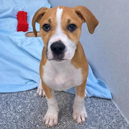 Enlarge Bartholomew, an adopted mixed breed in Voorhees, NJ image 2/2