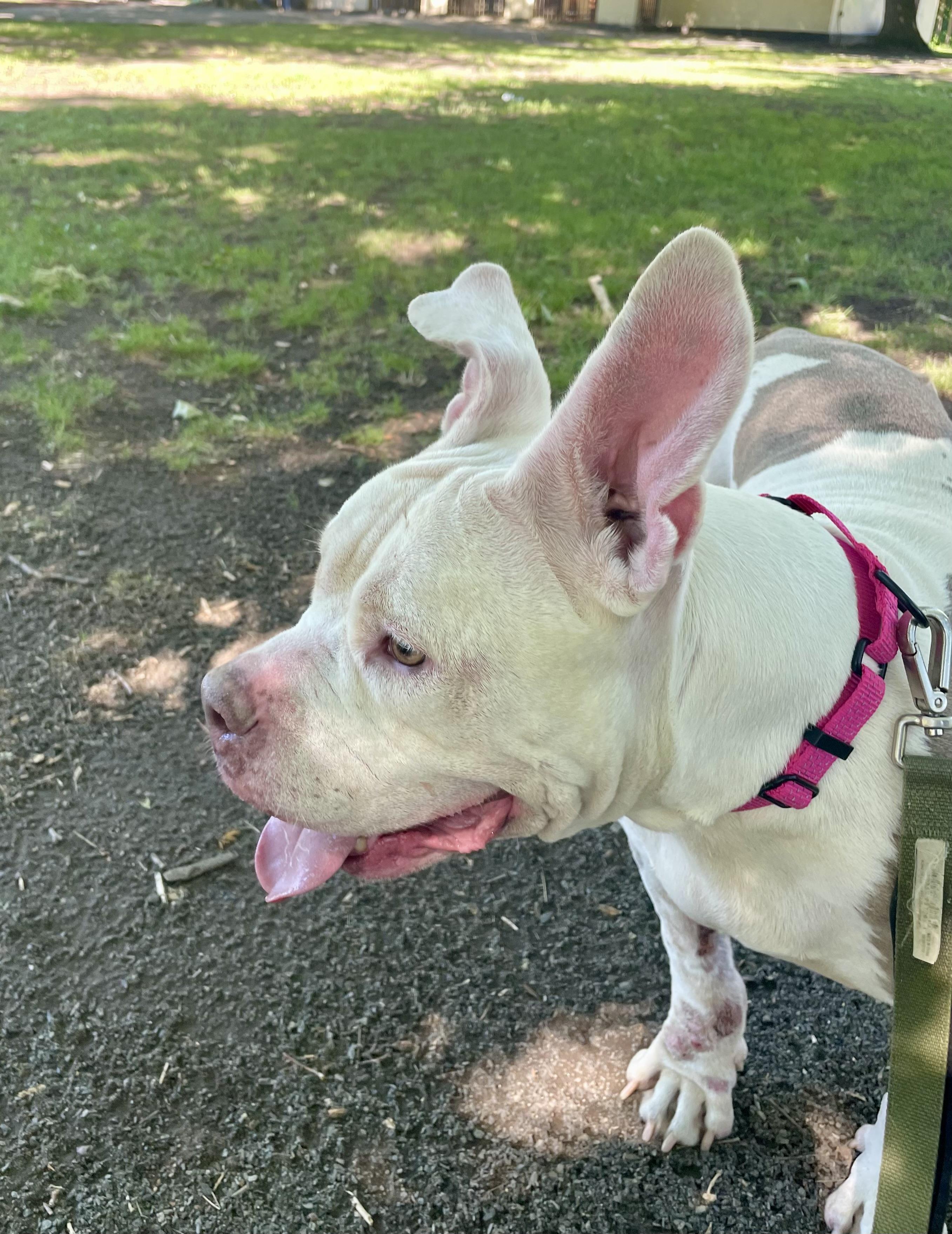 Enlarge Gigi, a ADOPTABLE American Bully in East Orange, NJ image 3/6