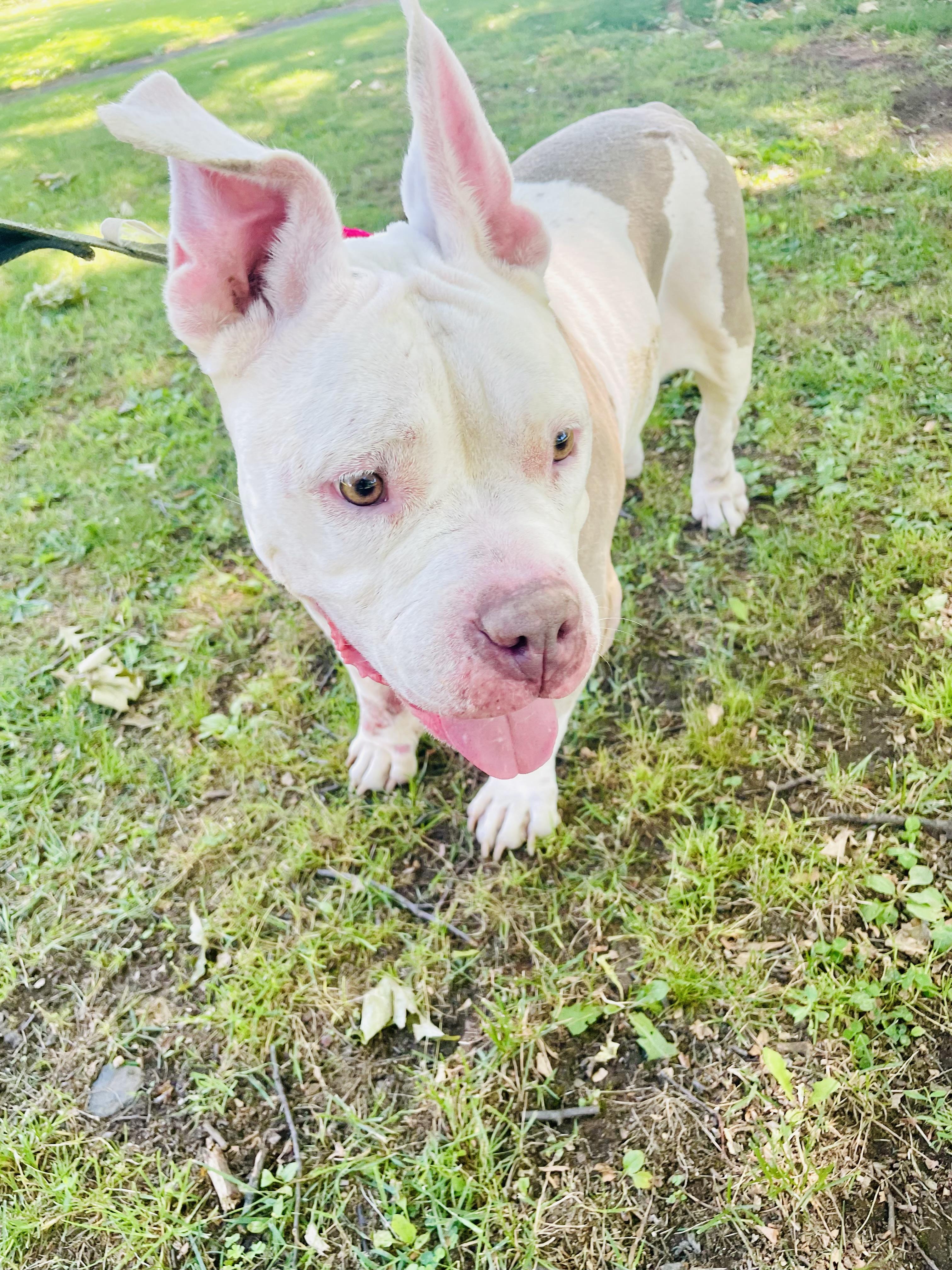 Enlarge Gigi, a ADOPTABLE American Bully in East Orange, NJ image 4/6