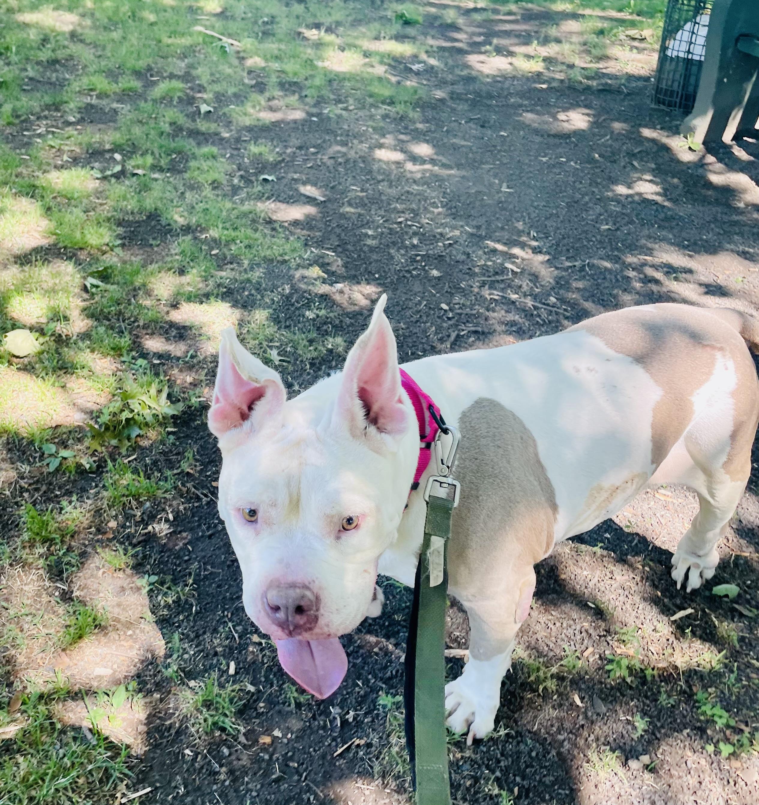 Enlarge Gigi, a ADOPTABLE American Bully in East Orange, NJ image 5/6