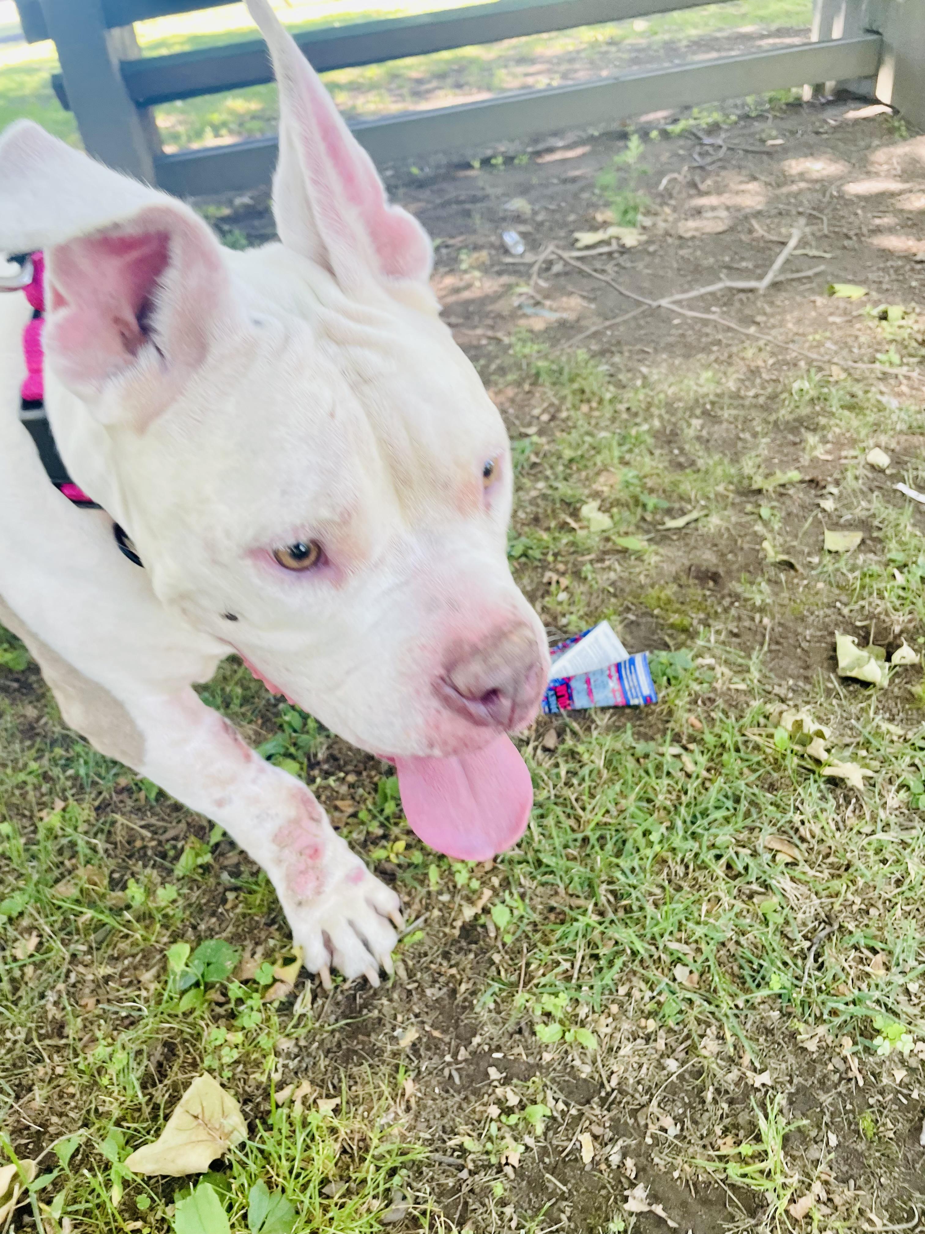 Enlarge Gigi, a ADOPTABLE American Bully in East Orange, NJ image 6/6