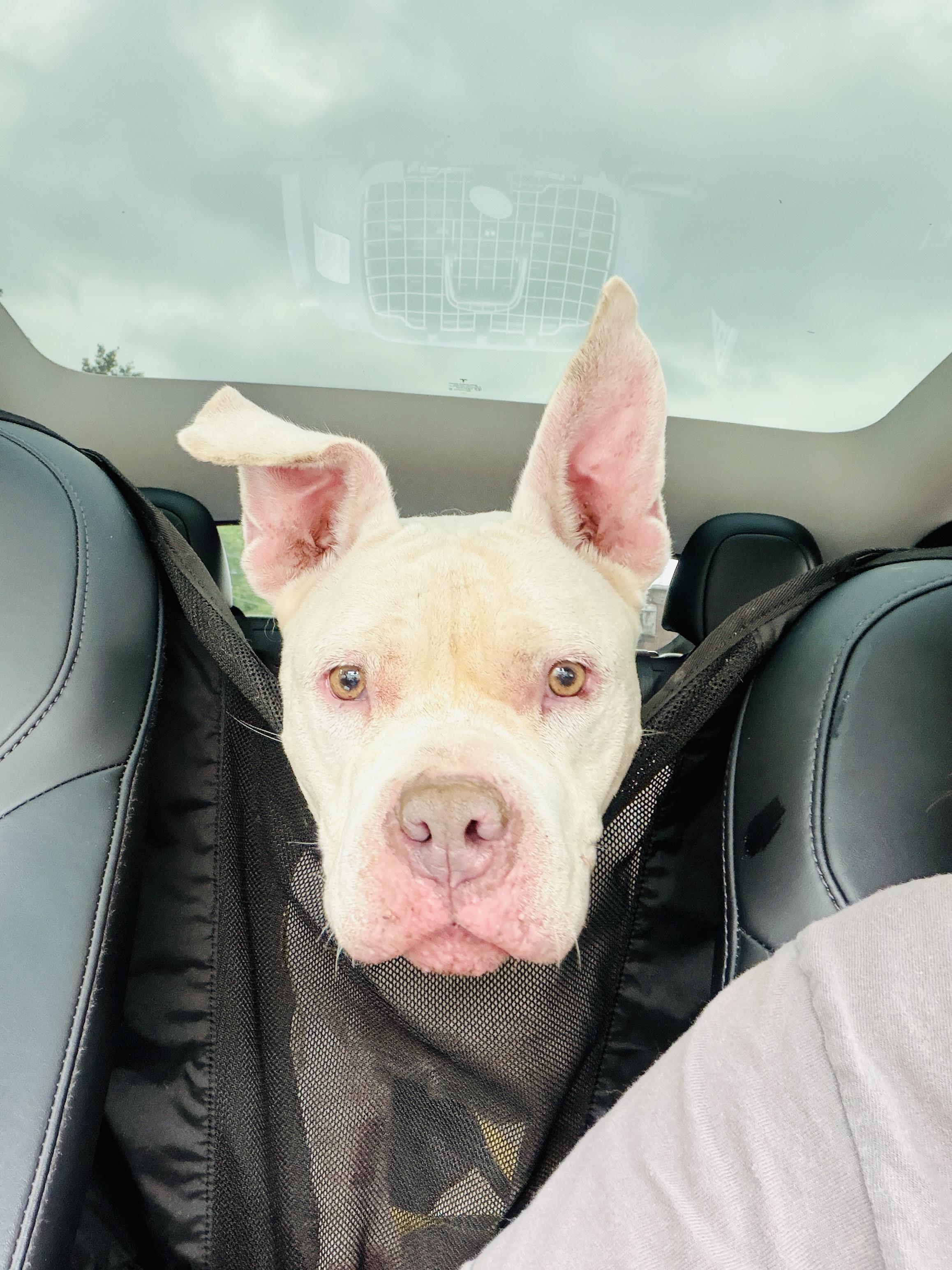 Gigi, ADOPTABLE, Senior Female American Bully.