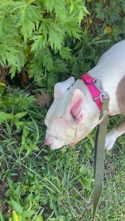 Enlarge Gigi, a ADOPTABLE American Bully in East Orange, NJ video 2/6