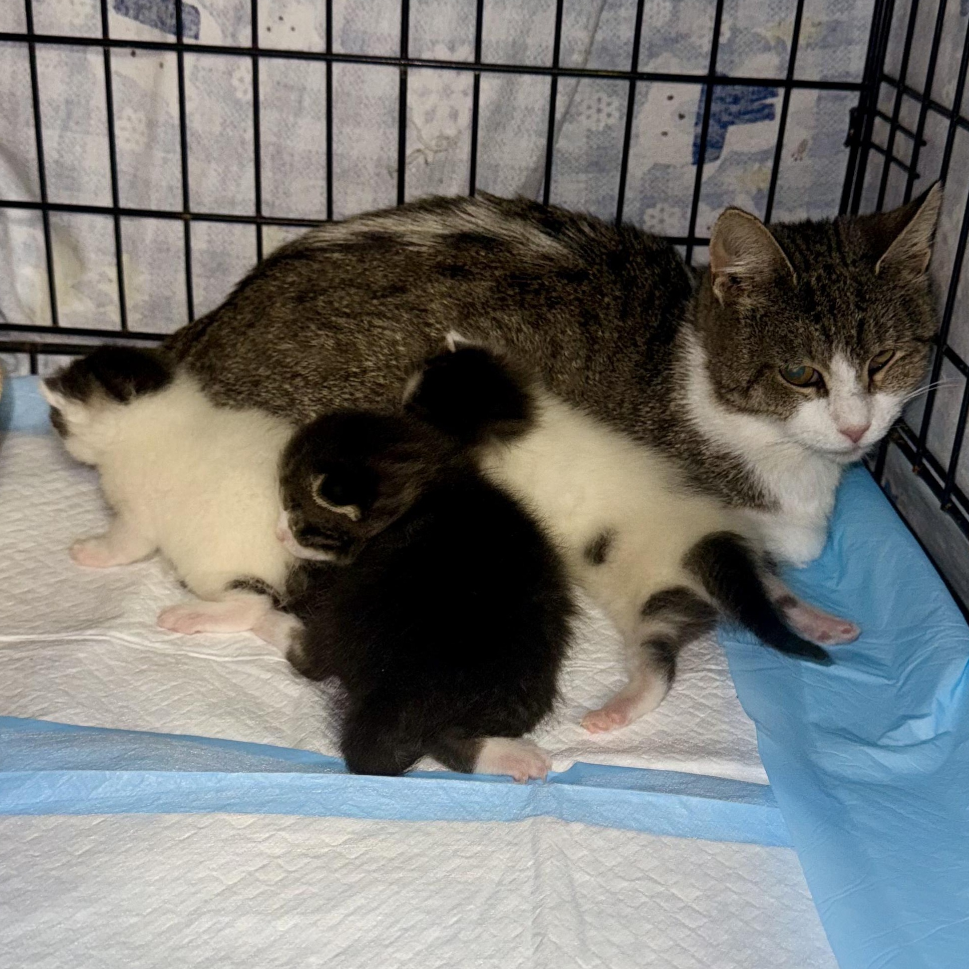 Anita and babies (urgent foster needed), Adoptable, Young Female American Shorthair.