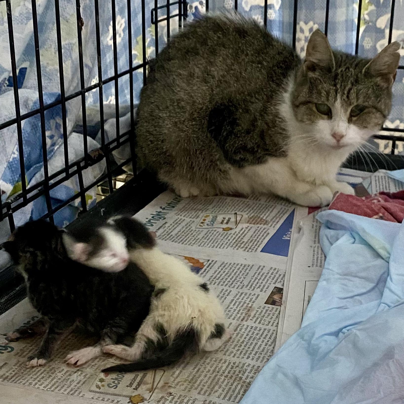 Anita and babies (urgent foster needed), a Adoptable American Shorthair image 3/6