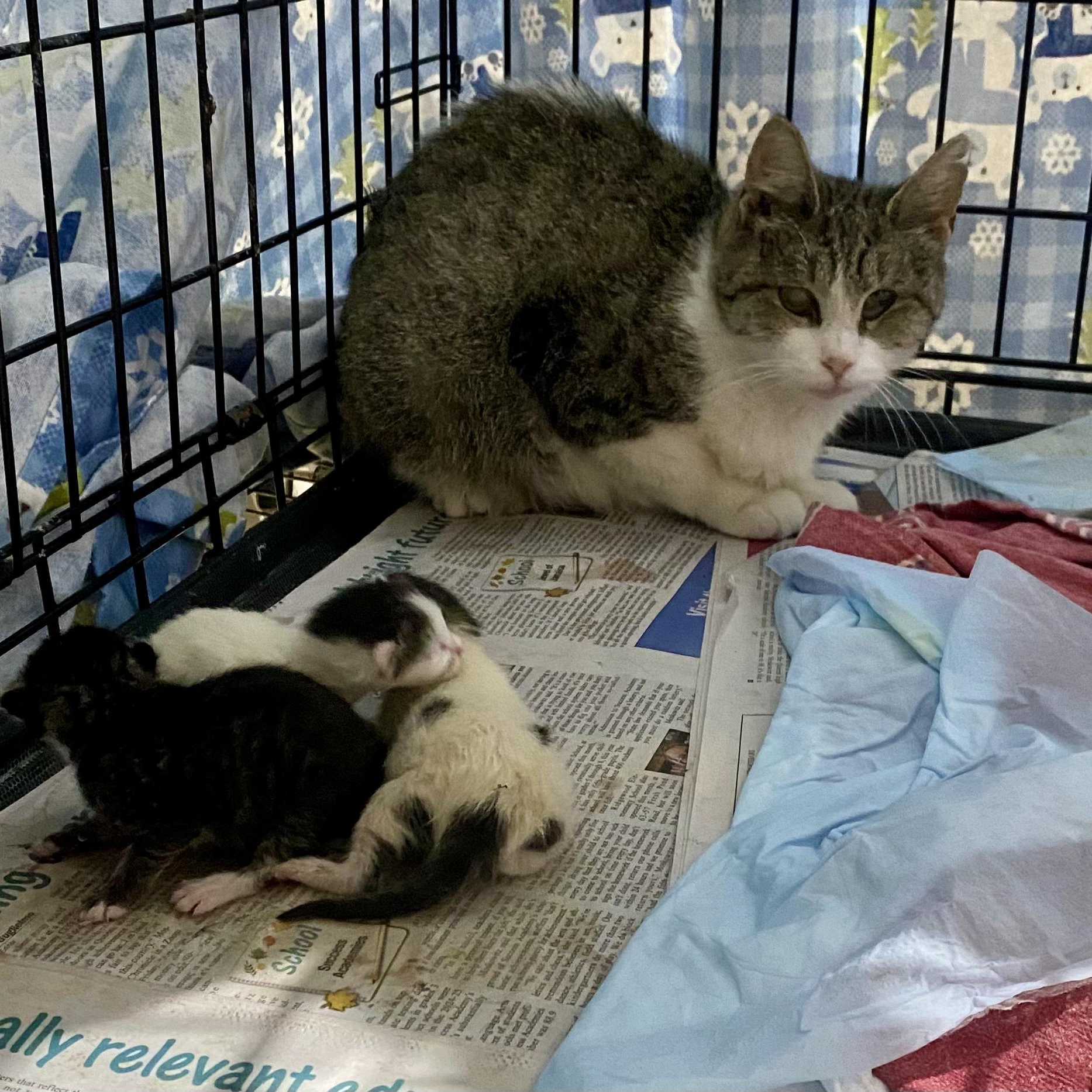 Anita and babies (urgent foster needed), a Adoptable American Shorthair image 5/6