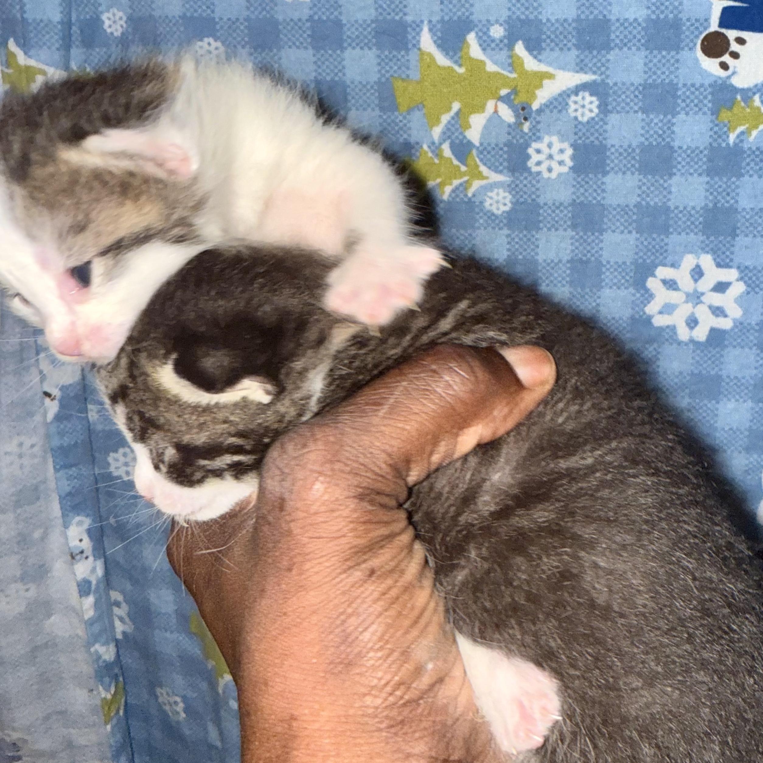 Anita and babies (urgent foster needed), a Adoptable American Shorthair image 4/6