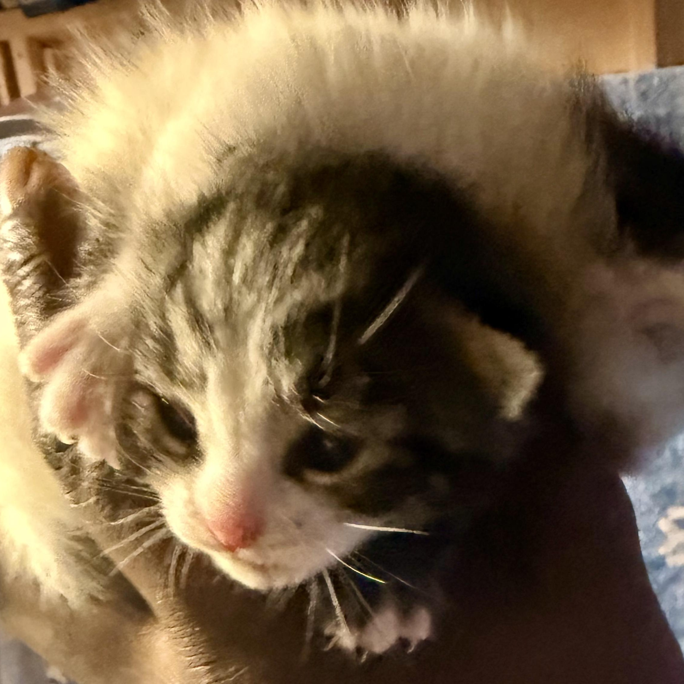 Anita and babies (urgent foster needed), a Adoptable American Shorthair image 2/6